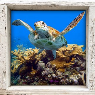 "Turtle #26"
