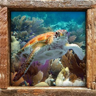 "Turtle #3"