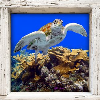 "Turtle #30"