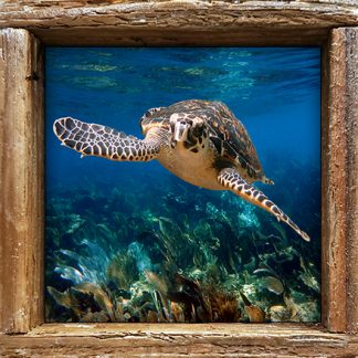 "Turtle #31"