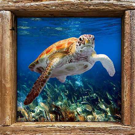 "Turtle #32"