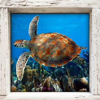 "Turtle #36"