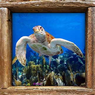 "Turtle #38"