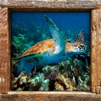 "Turtle #4"
