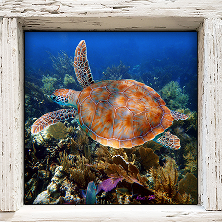 "Turtle #47"