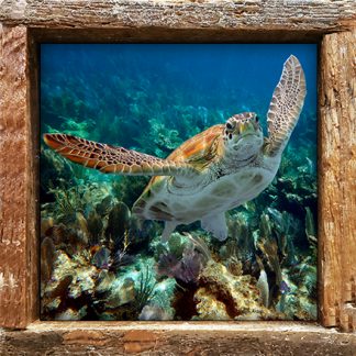 "Turtle #5"