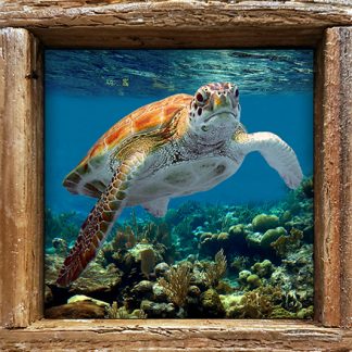 "Turtle #52"