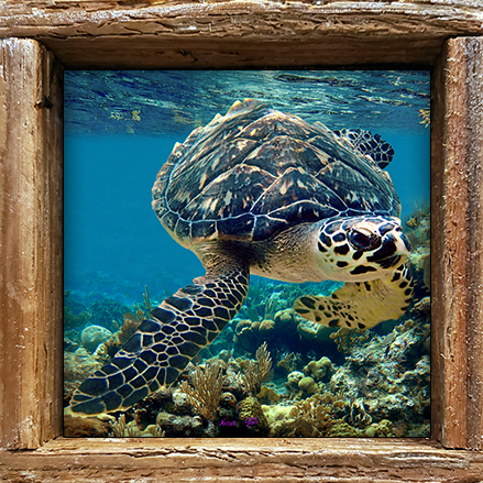 "Turtle #53"