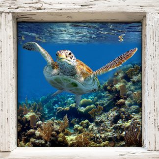 "Turtle #54"