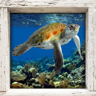 "Turtle #55"