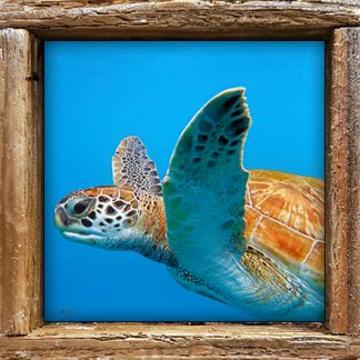 "Turtle #554"