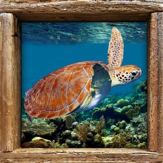 "Turtle #56"