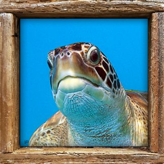 "Turtle #821"