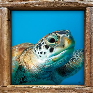 "Turtle #889"