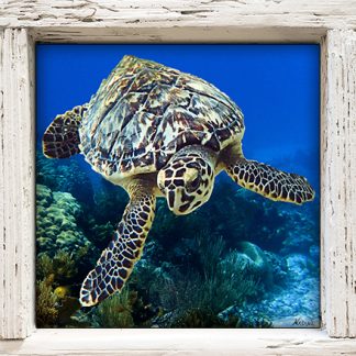 "Turtle #97"