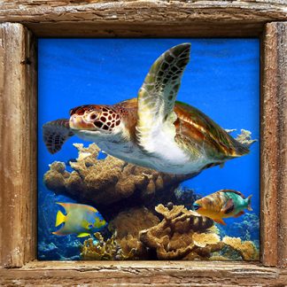"Turtle Among the Coral"