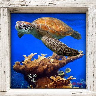 "Turtle and Butterflies"