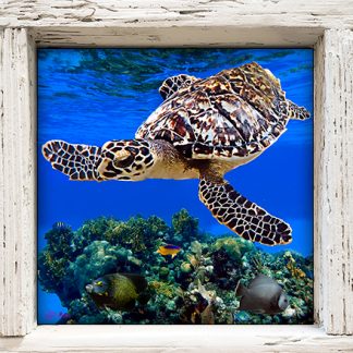 "Turtle and Coral Reef"