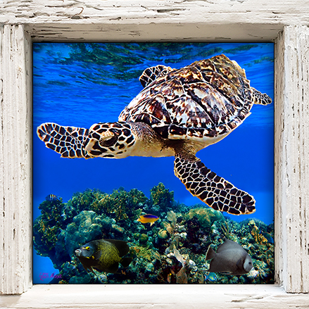 "Turtle and Coral Reef"