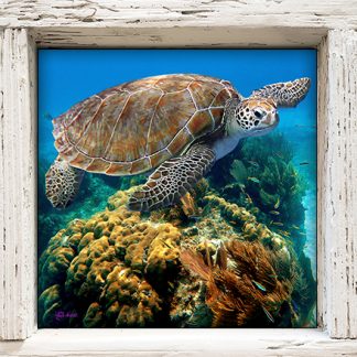 "Turtle and Coralhead"