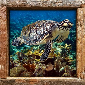 "Turtle and Eel"