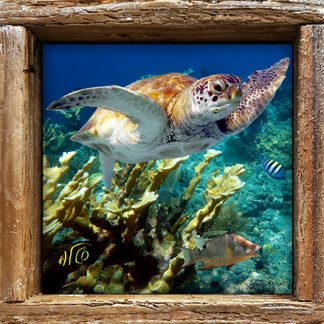 "Turtle and Hogfish"