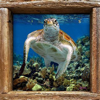 "Turtle and Lobster"
