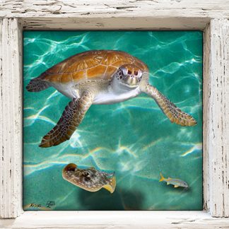 "Turtle and Skate"