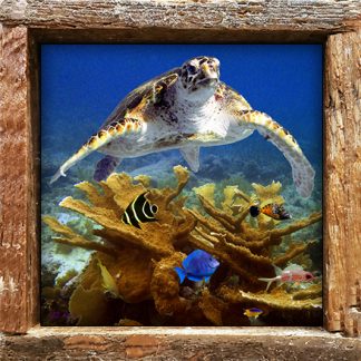 "Turtle and Small Fish"