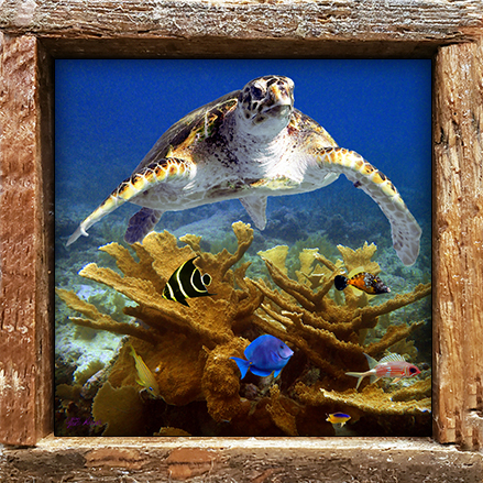 "Turtle and Small Fish"