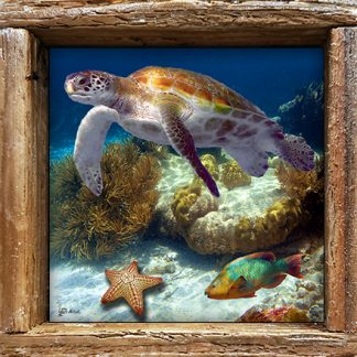 "Turtle and Starfish in the Sand"