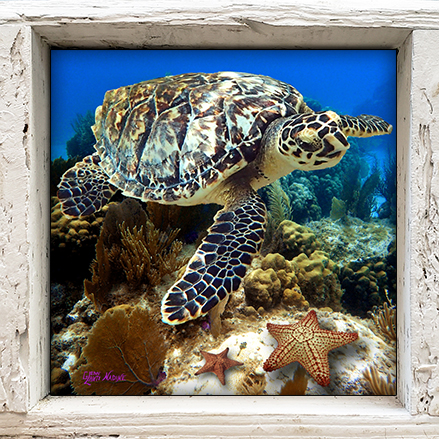 "Turtle and Starfish"