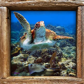 "Turtle and Sting Ray"