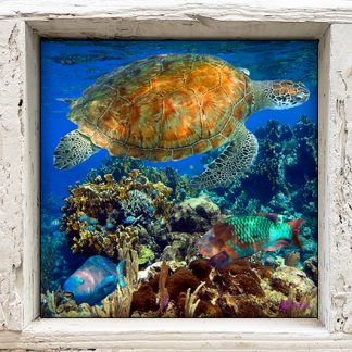 "Turtle and Two Parrotfish"