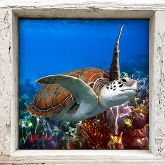 "Turtle at Carysfort"