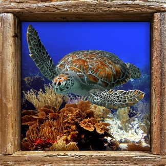 "Turtle at Pickles Reef"