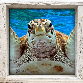 "Turtle at the Surface"