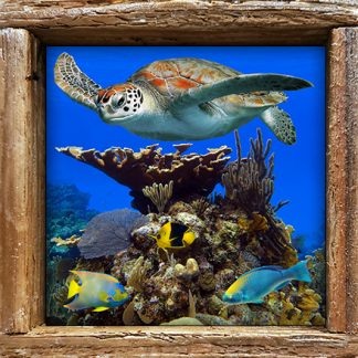 "Turtle, Coral, and Seafan"