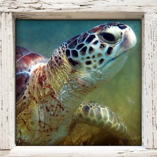 "Turtle Head 1"