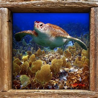 "Turtle in the Bahamas"
