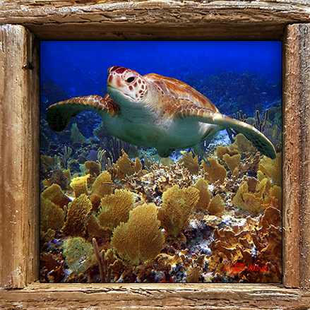 "Turtle in the Bahamas"