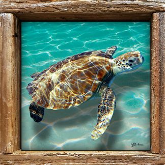 "Turtle in the Sand"