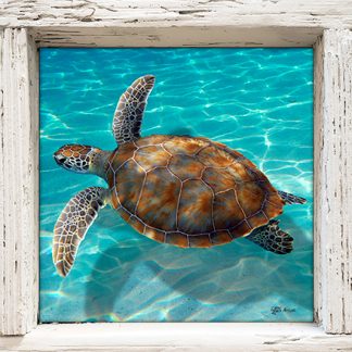 "Turtle in the Shallows"