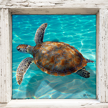 "Turtle in the Shallows"