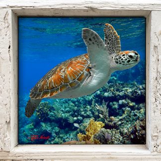 "Turtle Over the Reef"