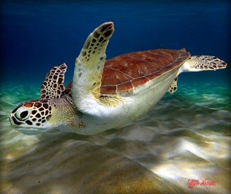 "Turtle over the Sand"
