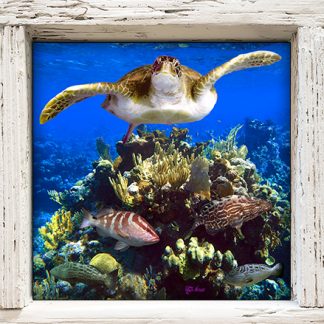 "Turtle with Groupers"