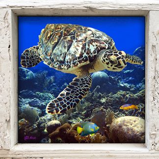 "Turtle with Queen Angel"