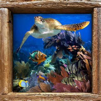 "Turtle with Spadefish"