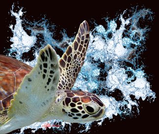 "Turtle with Splash"